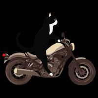 Cat On A Motorcycle Funny 16 in Basic Backpack
