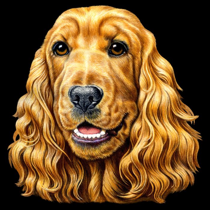 Cocker Spaniel Face Apron