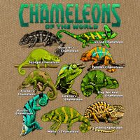 Chameleons Of The World Educational Reptile Lizard Lover Cotton Canvas Backpack