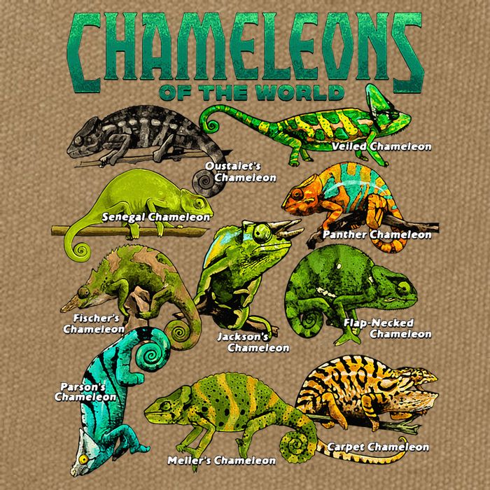 Chameleons Of The World Educational Reptile Lizard Lover Cotton Canvas Backpack