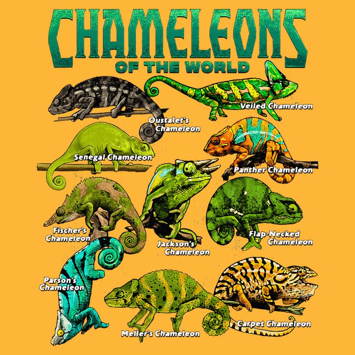 Chameleons Of The World Educational Reptile Lizard Lover Pom Pom 12in Knit Beanie