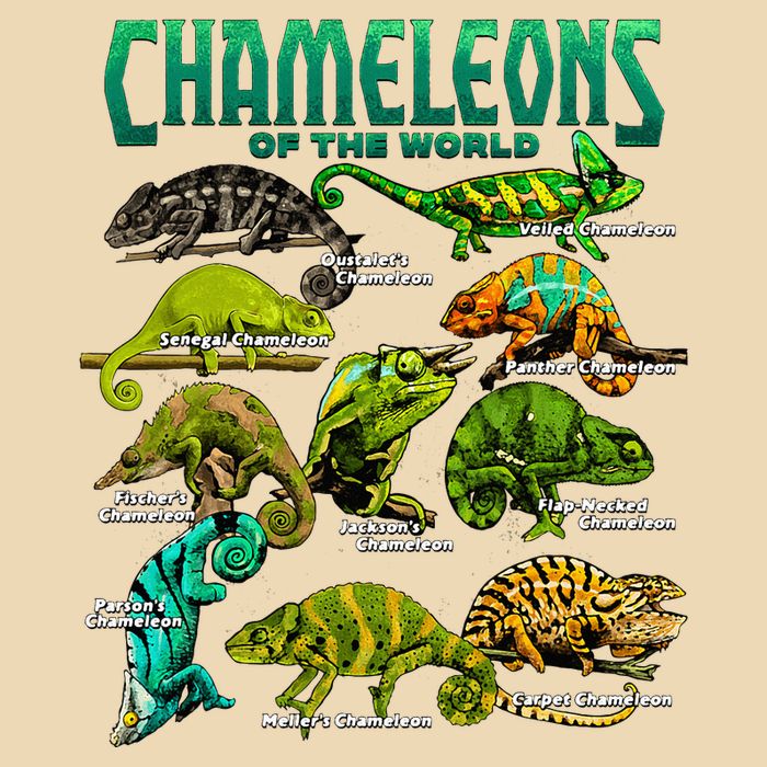Chameleons Of The World Educational Reptile Lizard Lover Bag