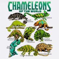 Chameleons Of The World Educational Reptile Lizard Lover Sustainable Bucket Hat