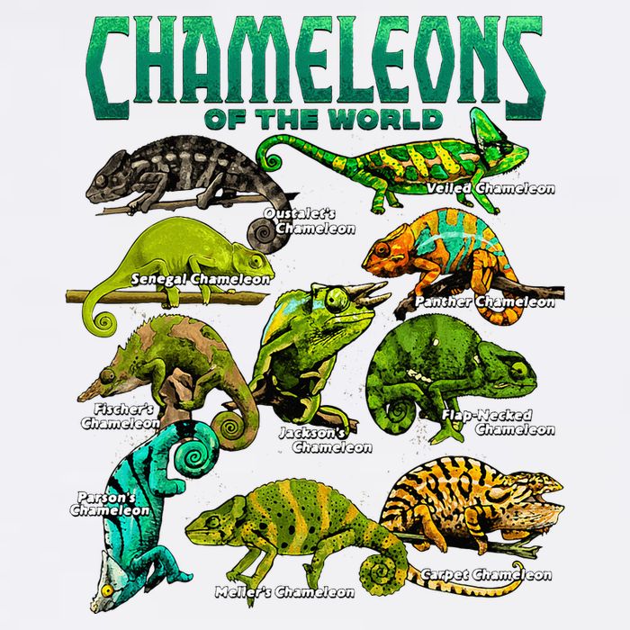 Chameleons Of The World Educational Reptile Lizard Lover Sustainable Bucket Hat