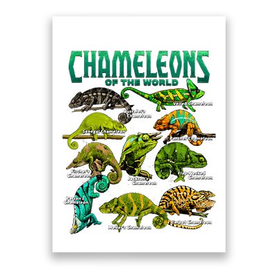 Chameleons Of The World Educational Reptile Lizard Lover Poster