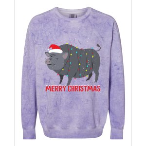 Cute Pot Bellied Pig Christmas Tree Lights Gift Colorblast Crewneck Sweatshirt