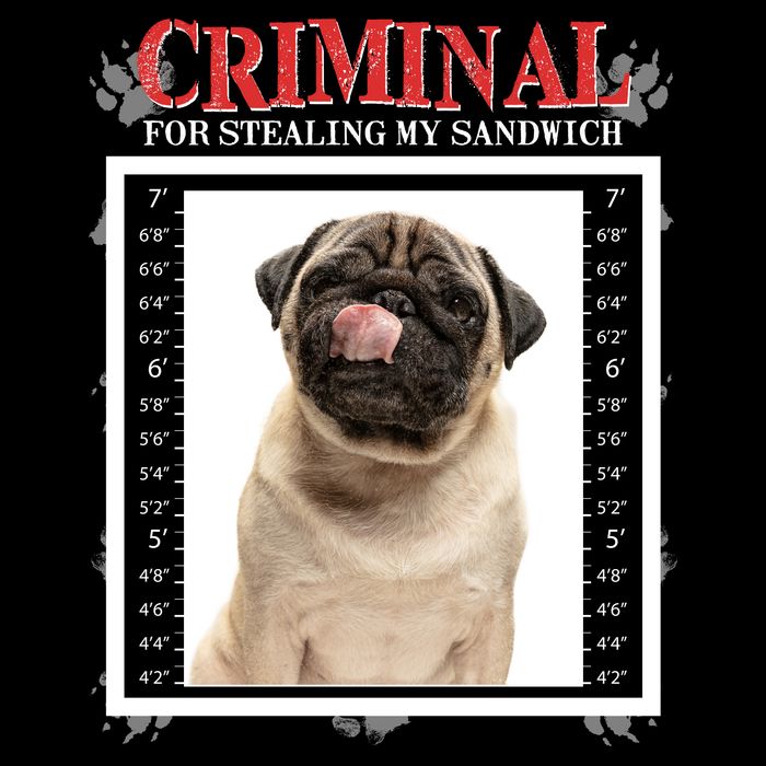Custom Photo Dog Criminal For Stealing My Sandwich Wool Snapback Cap