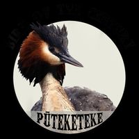 Cute Puteketeke New ZealandS Bird Of The Century Flower Apron