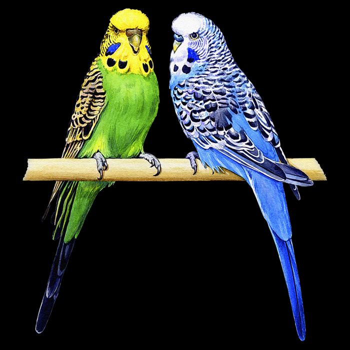 Colorful Parrots Parrot Birds Bird Lover Parakeets Apron