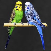 Colorful Parrots Parrot Birds Bird Lover Parakeets Tumbler
