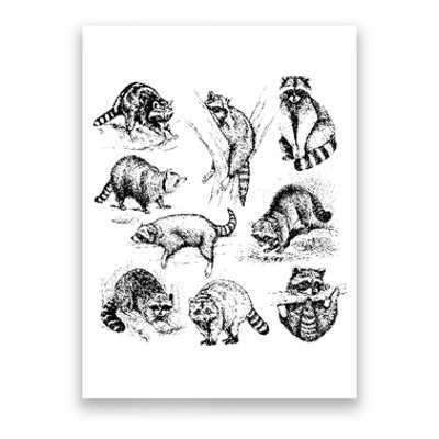 Cute Raccoon Drawing Racoon Portrait Sketch Wild Trash Panda Poster