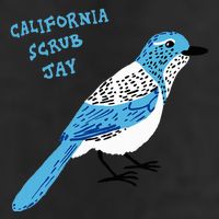 California Scrub Jay 11oz C Handle Ceramic Mug