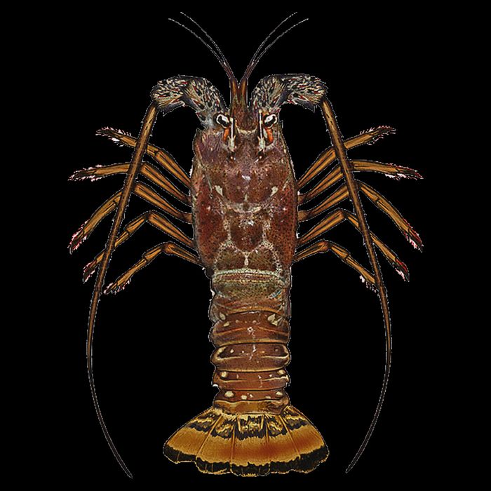 Caribbean Spiny Lobster Bahamas Shellfish Seafood T-Shirt