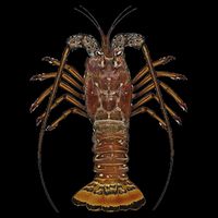 Caribbean Spiny Lobster Bahamas Shellfish Seafood Visor