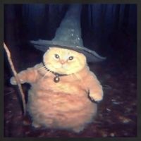 Cheeseball The Wizard Cat Meme Adult Drive Performance Visor