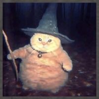 Cheeseball The Wizard Cat Meme Vector Backpack