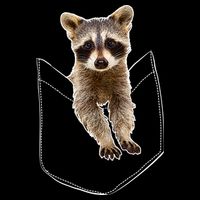 Cute Baby Raccoon In A Pocket Polo