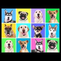 Cute Dogs Portrait Backpack