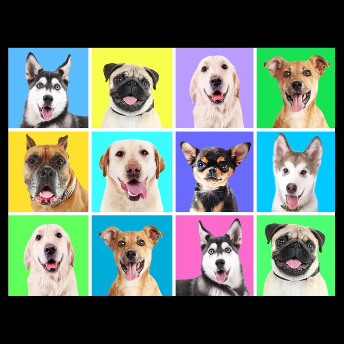 Cute Dogs Portrait Backpack