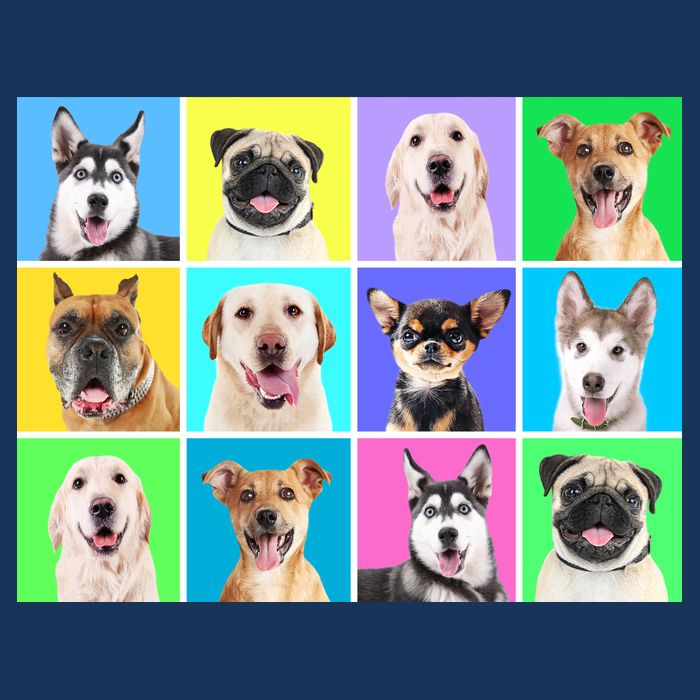 Cute Dogs Portrait Drawstring Bag