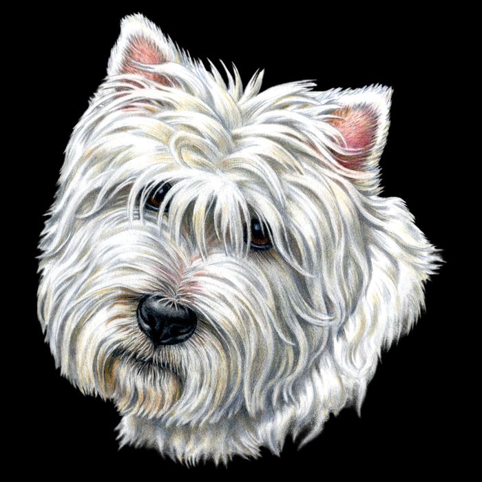 Cute Westie Dog Apron