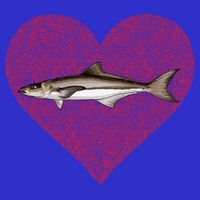 Cobia Valentines Day Fish Love Fingerprint Gift Baby Bodysuit