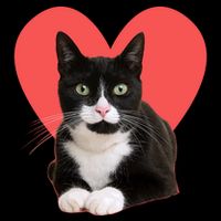 Cute Valentines Day Tuxedo Cat Lover 16 in Basic Backpack