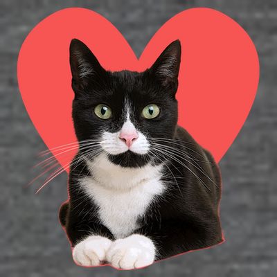 Cute Valentines Day Tuxedo Cat Lover T-Shirt