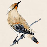 Cedar Waxwing Bird Ornithology Beautiful Songbird Garment-Dyed Women's Muscle Tee