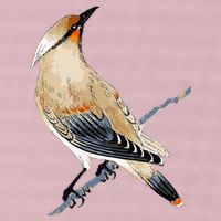 Cedar Waxwing Bird Ornithology Beautiful Songbird 25L Jumbo Tote