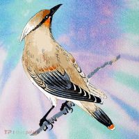 Cedar Waxwing Bird Ornithology Beautiful Songbird Legacy Tie Dye Trucker Hat