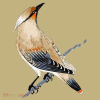 Cedar Waxwing Bird Ornithology Beautiful Songbird T-Shirt