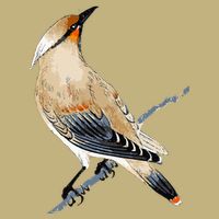 Cedar Waxwing Bird Ornithology Beautiful Songbird Tall Long Sleeve T-Shirt