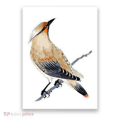 Cedar Waxwing Bird Ornithology Beautiful Songbird Poster
