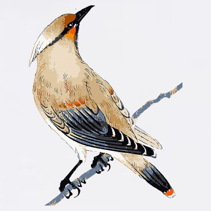 Cedar Waxwing Bird Ornithology Beautiful Songbird Visor