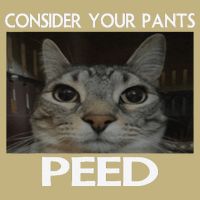Consider Your Pants Peed Cat Funny Silly Cat Meme T-Shirt