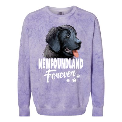 Dogs 365 Newfoundland Forever Cute Dog Lover Gift Colorblast Crewneck Sweatshirt