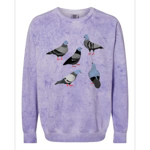 Design 33 The Pigeons Colorblast Crewneck Sweatshirt