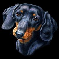 Dachshund Face Cooling Performance Crew T-Shirt