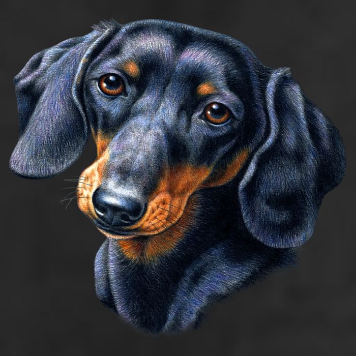 Dachshund Face Adult Drive Performance Visor