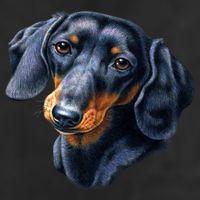 Dachshund Face Beanie