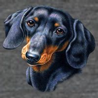 Dachshund Face Long Sleeve Shirt