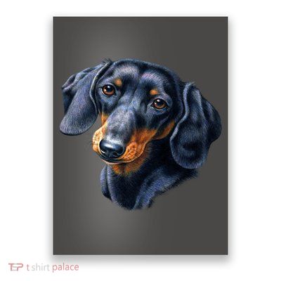 Dachshund Face Poster