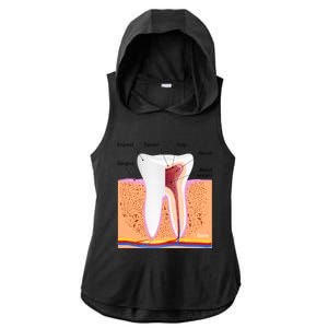 Dental Anatomy For Normal Tooth Dentin Enamel Gingiva Pulp Meaningful Gift Ladies PosiCharge Tri-Blend Wicking Draft Hoodie Tank