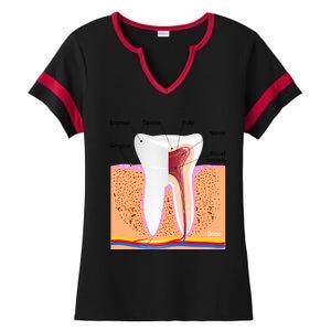 Dental Anatomy For Normal Tooth Dentin Enamel Gingiva Pulp Meaningful Gift Ladies Halftime Notch Neck Tee