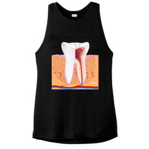 Dental Anatomy For Normal Tooth Dentin Enamel Gingiva Pulp Meaningful Gift Ladies PosiCharge Tri-Blend Wicking Tank