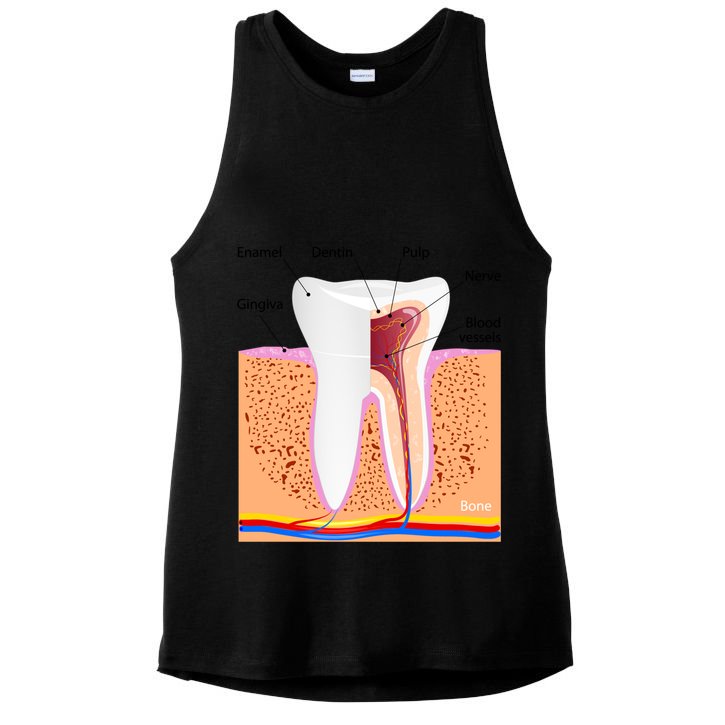 Dental Anatomy For Normal Tooth Dentin Enamel Gingiva Pulp Meaningful Gift Ladies PosiCharge Tri-Blend Wicking Tank