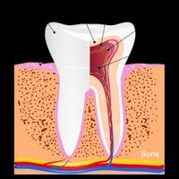 Dental Anatomy For Normal Tooth Dentin Enamel Gingiva Pulp Meaningful Gift City Backpack