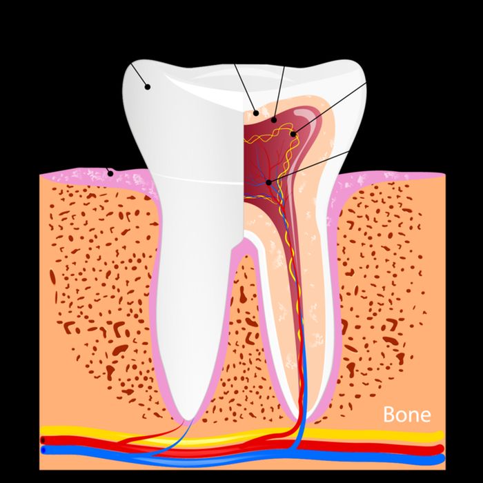 Dental Anatomy For Normal Tooth Dentin Enamel Gingiva Pulp Meaningful Gift City Backpack