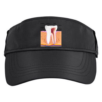 Dental Anatomy For Normal Tooth Dentin Enamel Gingiva Pulp Meaningful Gift Adult Drive Performance Visor